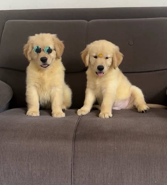 Golden Retriever Puppies 4