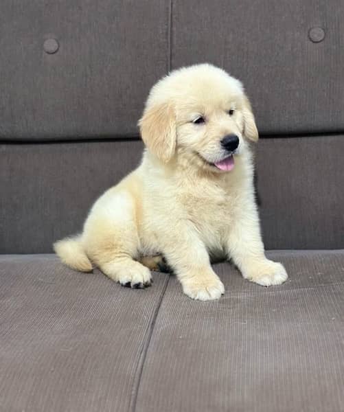 Golden Retriever Puppies 5