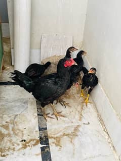 aseel murgi and 7 chicks