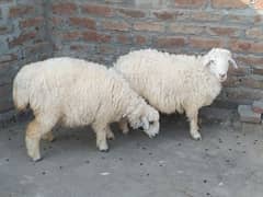 sheep | Goat | chatra | bakra | dumba pair urgent for sale