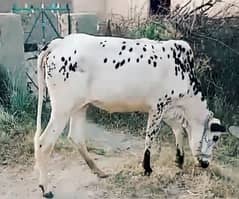 Fresh Female Cow For sale Qurbani 2024