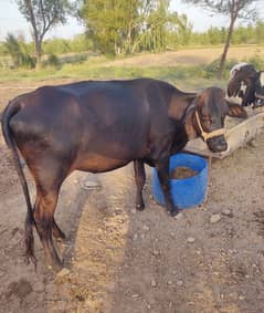 Qurbani cow (قربانی گائے (وزن چار من