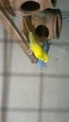 Ustrleian parrots Dave