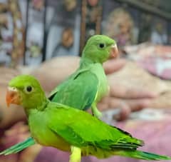 Green Ringneck Parrot chicks