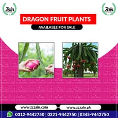 We have Dragon fruit Seeds and plants 03459442750 Zain Ali Traders