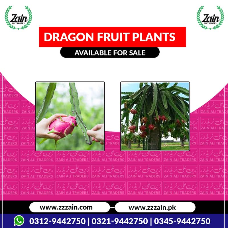 We have Dragon fruit Seeds and plants 03459442750 Zain Ali Traders 0