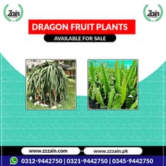 We have different types of Dragon fruit Seeds and plants 03459442750