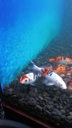 Imported Koi Carps for sale. Size 5 inches approx. 6 pairs