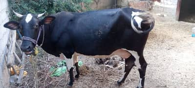 Qurbani ka Janwar/Cow / Gai /