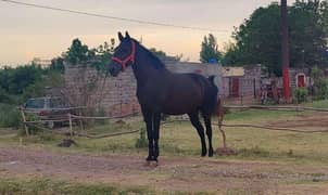 Black horse pregnant