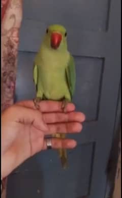 full tamed ringneck green parrot male/female