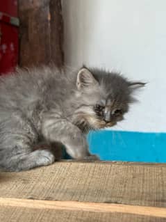Persian breed kitten for sale age 30 days