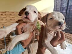pure american pitbull puppies bread 45 days babies