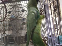 parrot color