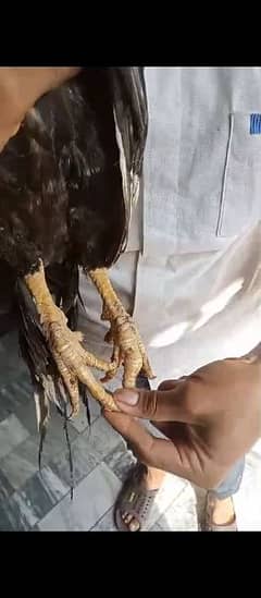 2 month aseel chicks