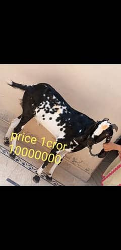 goat Muhammad name price 1cror