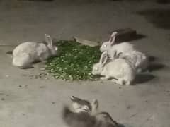 rabbits 8 yan 9 hain