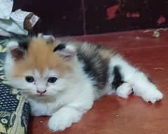 Persian kittens and cats available ALi PET SHOP 03250992331 number