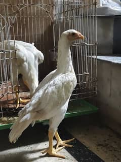 King size shamo ke chicks hein white colour pair available 0