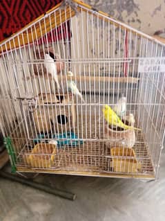 parrots budge with cage
