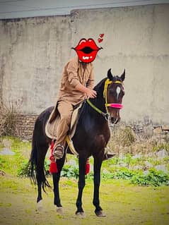 Aseel Sharif Horse  Nizabaz. . Height 60+
