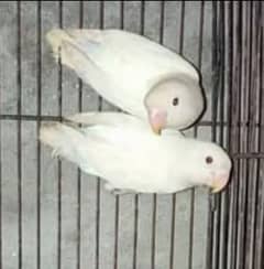 Albino confirm split red eyes breeder pairs for sale full healthy