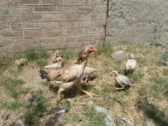 Best Aseel Murghi with 5 small chicks for sale