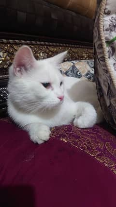 persian cat mix breed age 1 year