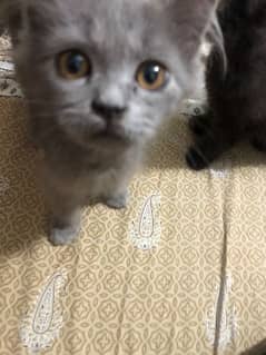 Persian Kitty - 1 Full Black - 1 Full Grey
