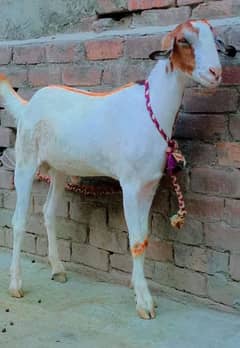 Qurbani