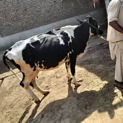 Qurbani Cow