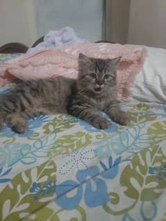 half persian cat 4 month