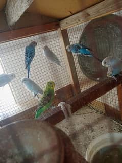 pajiri parrots for sale urgent +1free female parrot