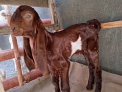 punjab nasal goat with kid