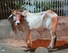 Cow for sale ( 2 dant bachra)
