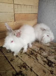 breedr pair for sale location talagang