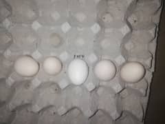 Heera aseel fertile 7 egg