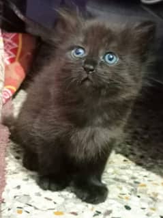 Persian kitten black beauty with blue eyes