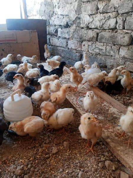 18 days old Golden misri Chicks available,Desi chicks 1