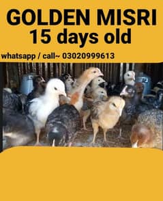 golden misri chicks 15 days old - my whatsapp 03020999613