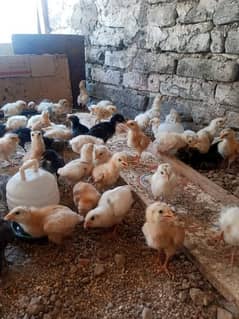 18 days old golden misri chicks, Austrolop chicks,astralop chicks