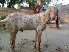 Bakra for sale wt 70 kgs approx age 1 year 4 months