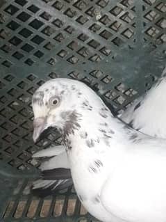 Beautiful pigeon pair are sale