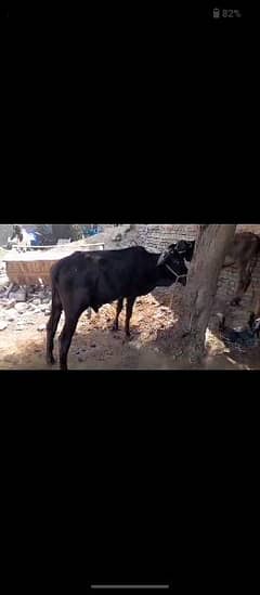 qrbani bull for sale