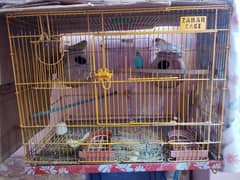 Australian parrot 2 pairs with cage