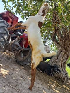 Male Goat/Bakra for sale perfect choice for Qurbani