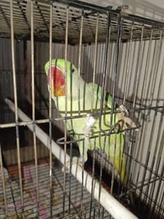 Fully hometrained talking parrot for sale in Lahore urgently