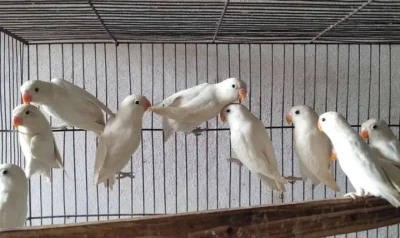 Albino Black Eyes & others lovebirds 0