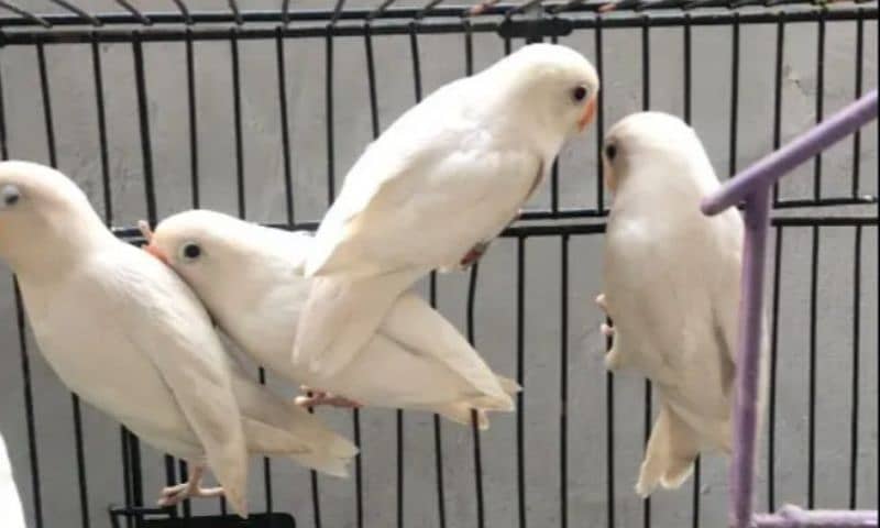 Albino Black Eyes & others lovebirds 1