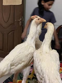 white shamo chicks for sale age 1 month or 2 month or pathy pathian